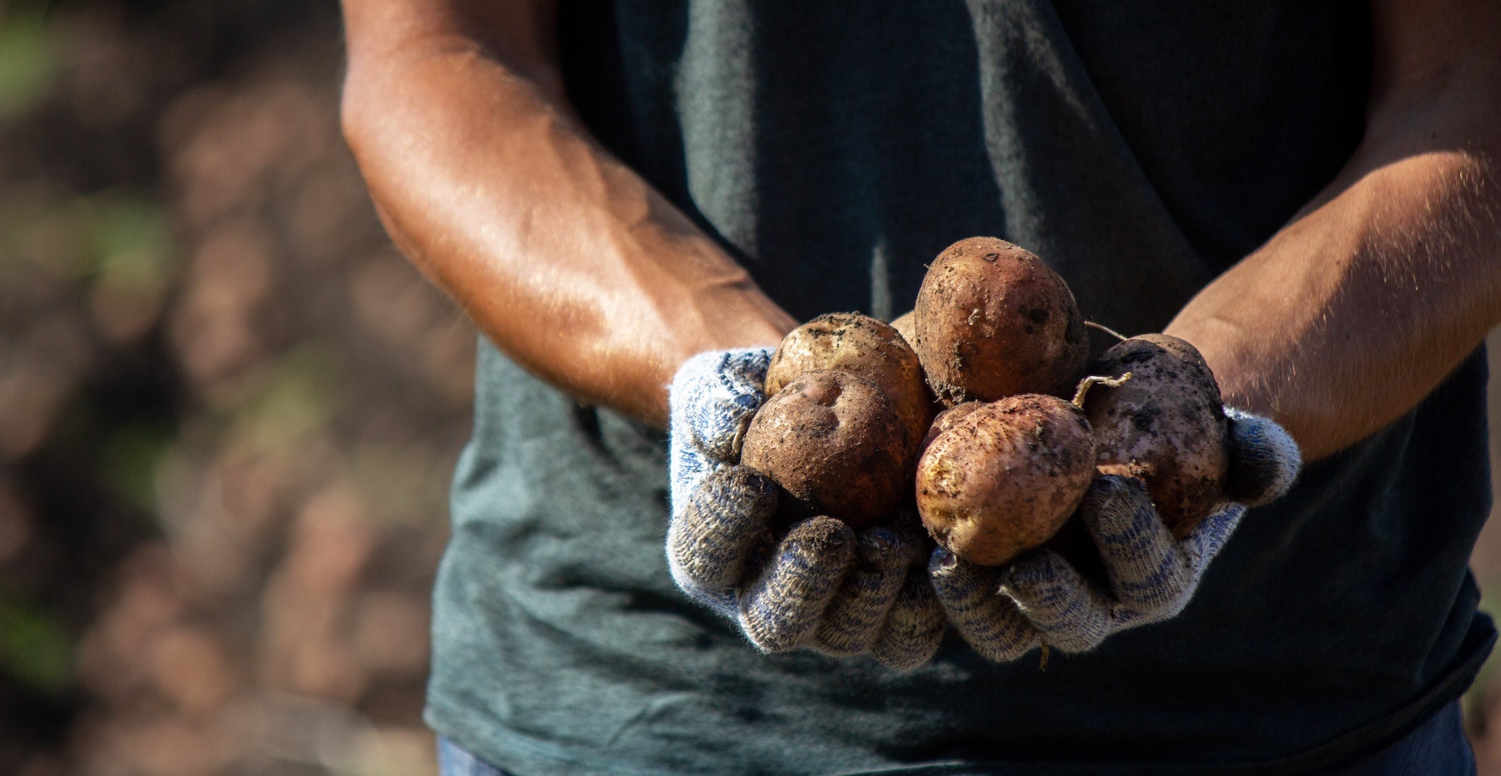 Hands holding freshly harvested organic potatoes, representing responsible farming and local sourcing