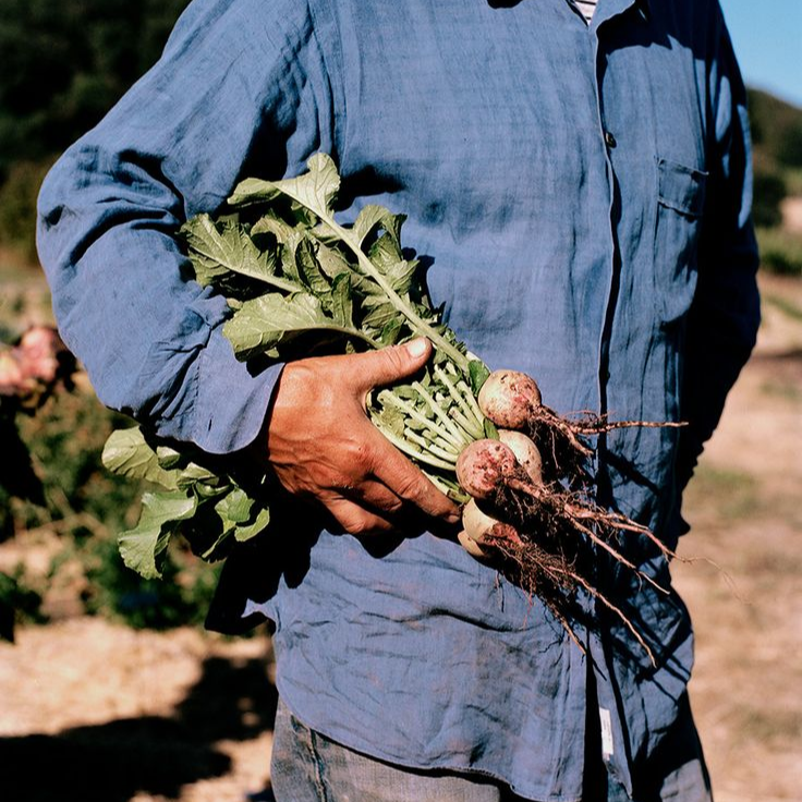 Organic farmer holding freshly harvested turnips in a field, highlighting sustainable farming practices