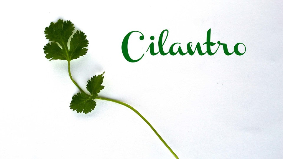 5 Things You Didn’t Know About: Cilantro