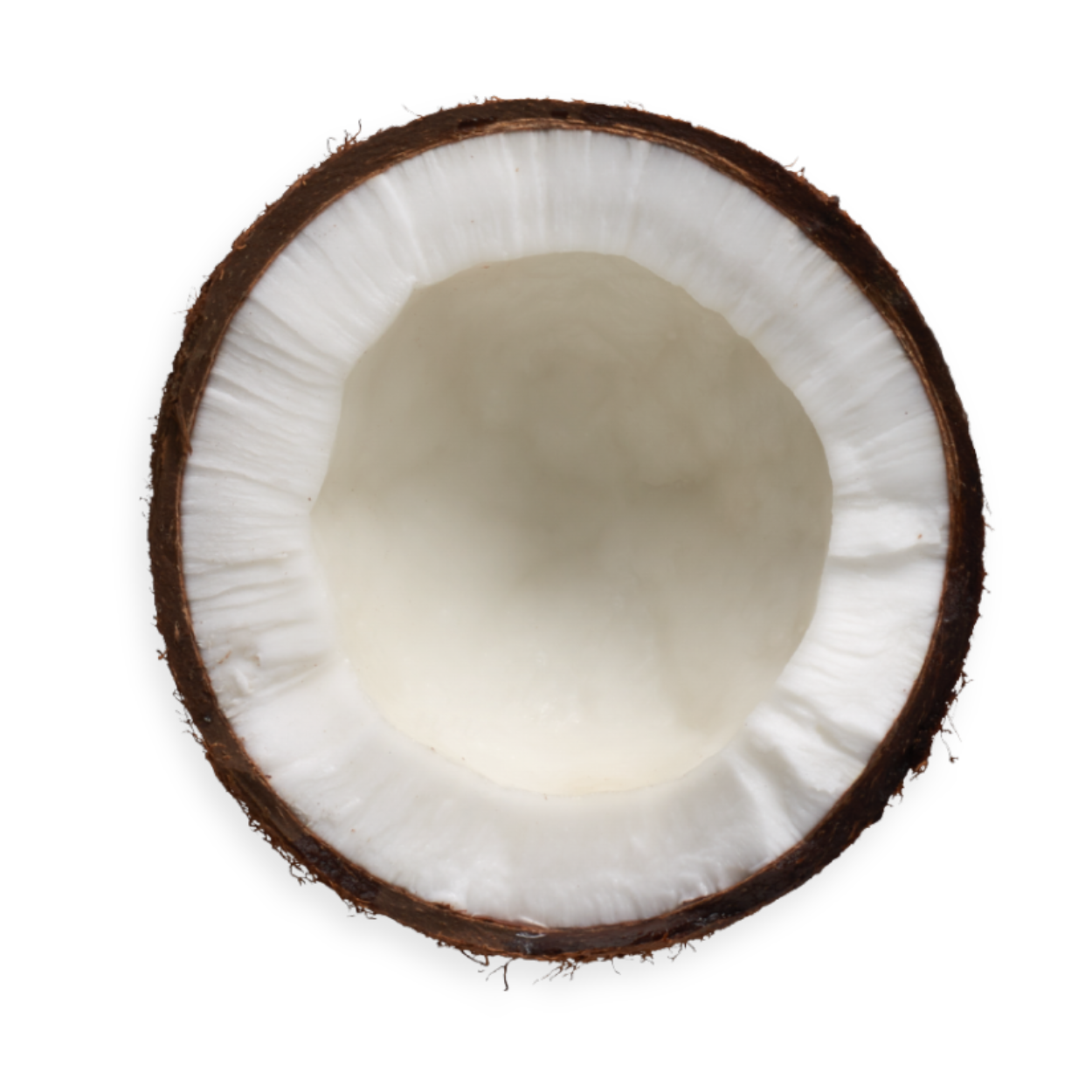 Coconut half showing white flesh for coconut milk