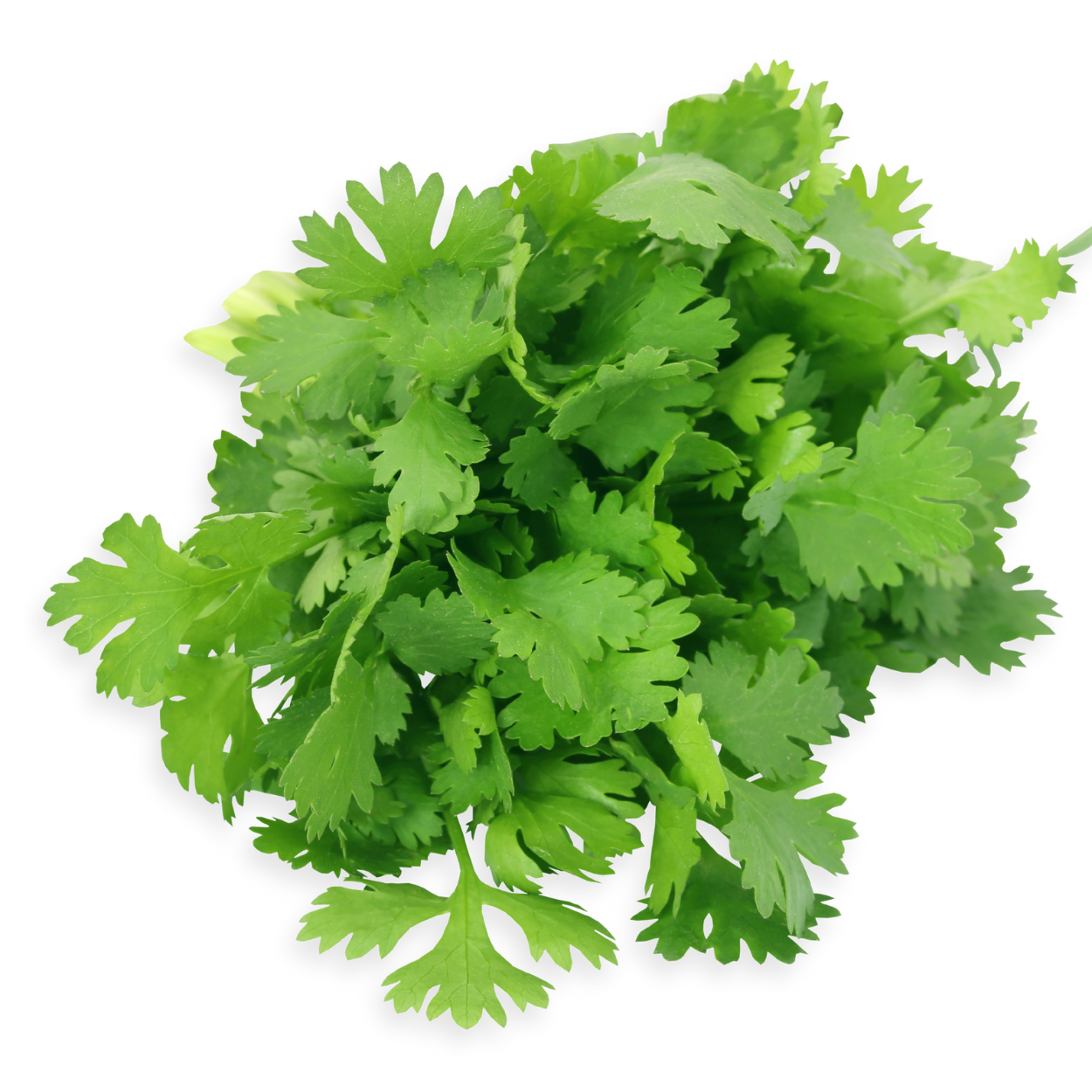 Fresh coriander leaves with bright green color