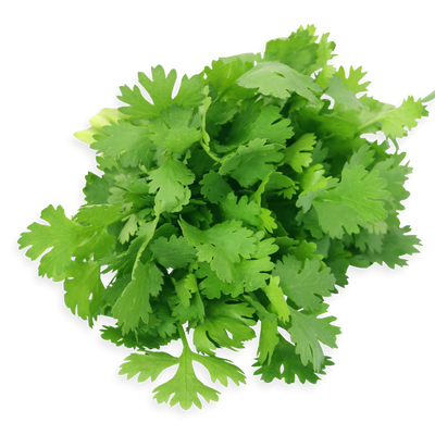 Fresh coriander leaves with bright green color