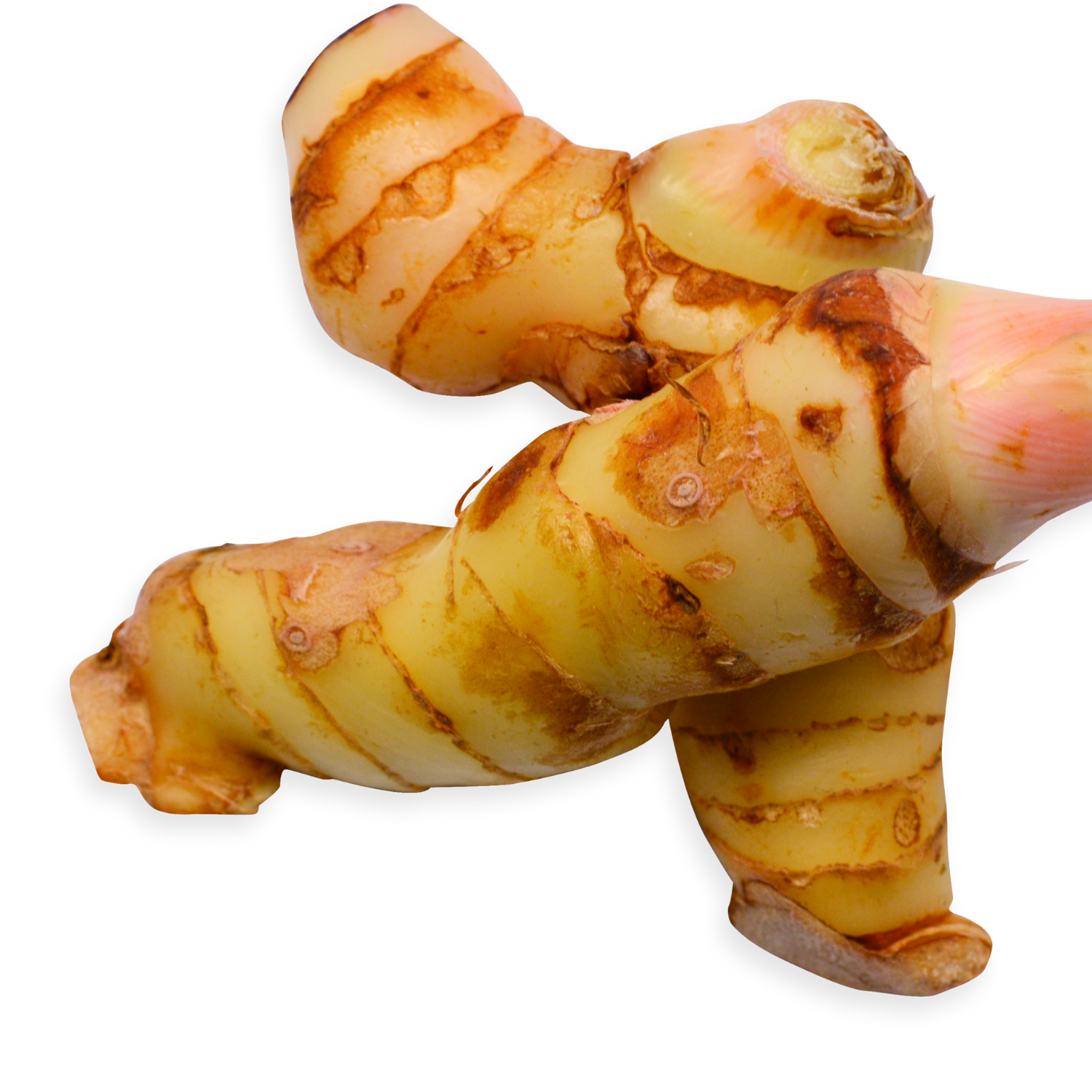 Galangal root with pine-like citrus aroma