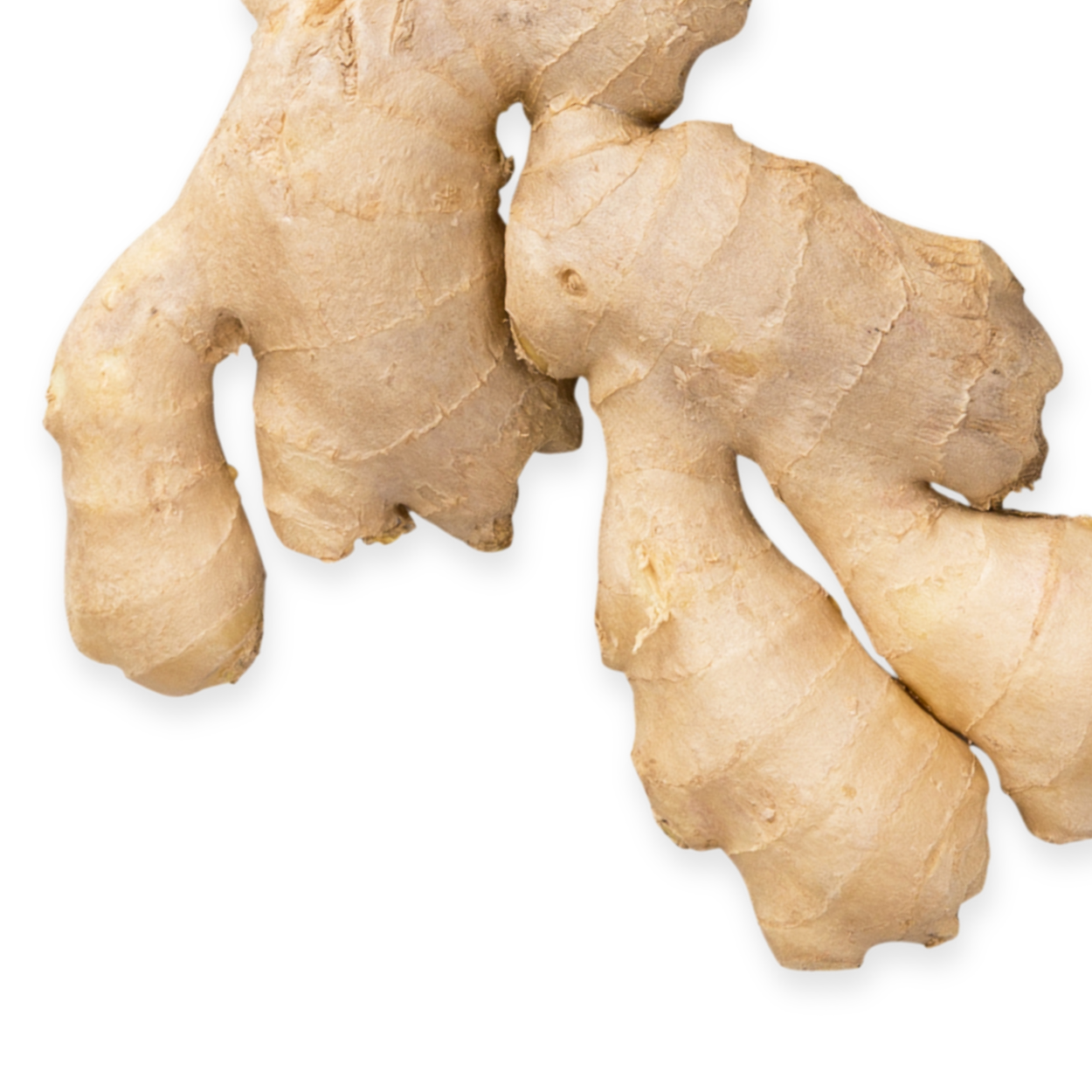 Fresh ginger root with zesty aroma