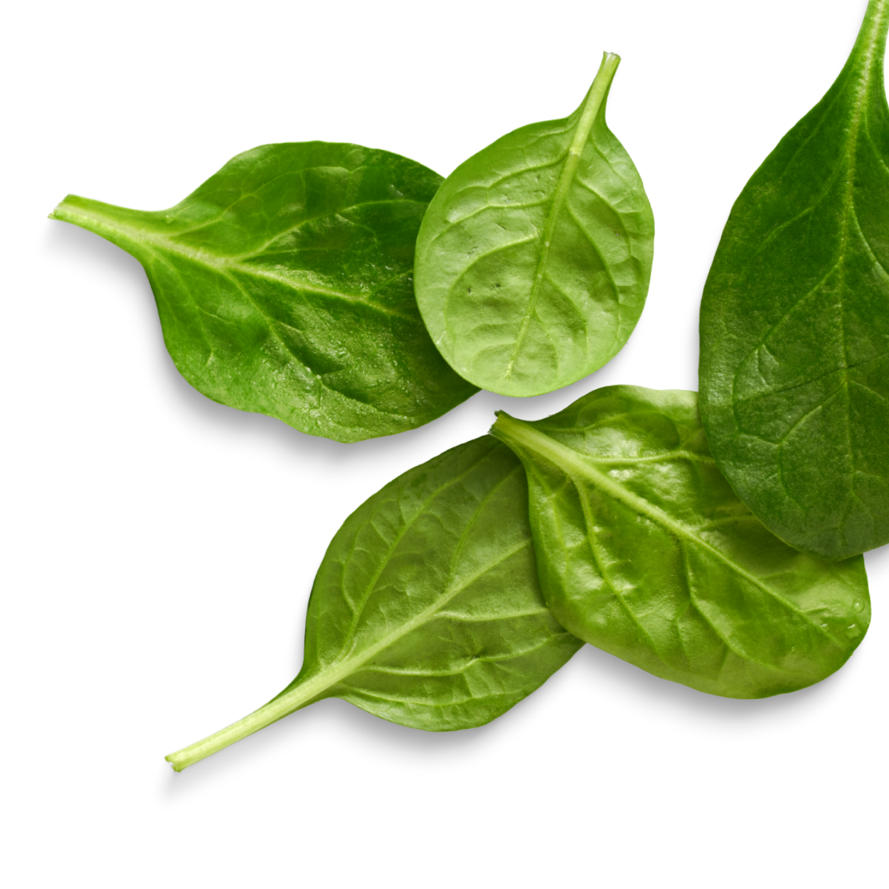 Fresh green spinach leaves