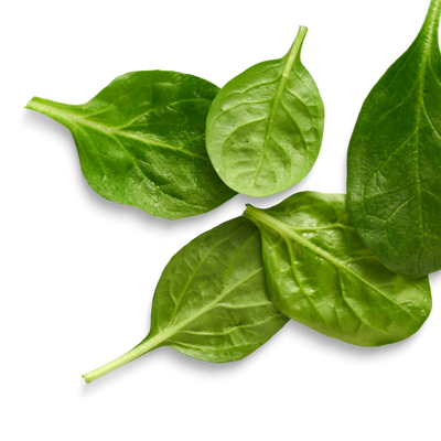 Fresh green spinach leaves